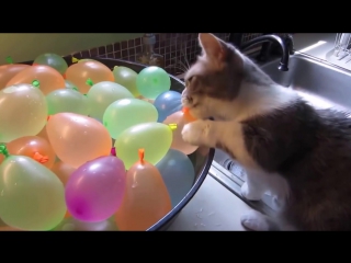 Кот и шарики с водой