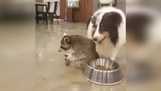 Енот ворует еду