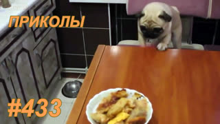 Приколы июнь 2019 №433